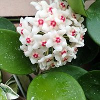 Хойя карноза 'Green'