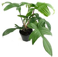 Филодендрон 'Florida Beauty Green'