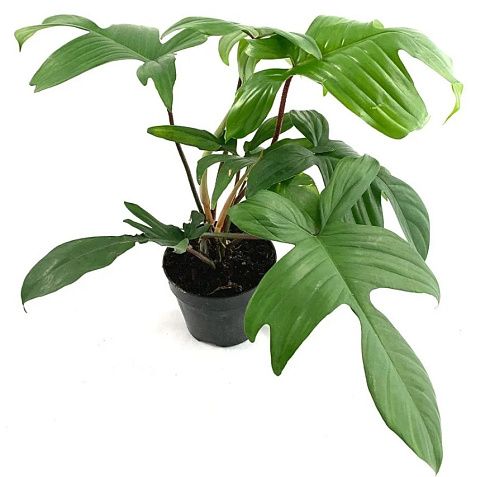Филодендрон 'Florida Beauty Green'