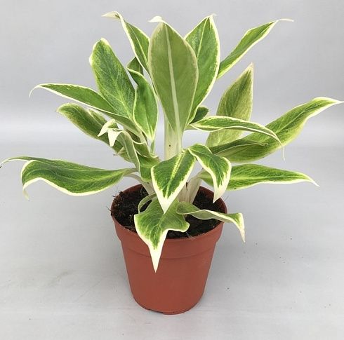 Аглаонема 'White Lime'