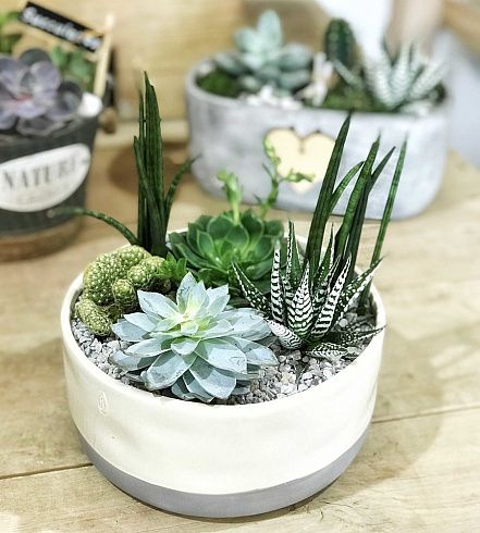 Суккуленты