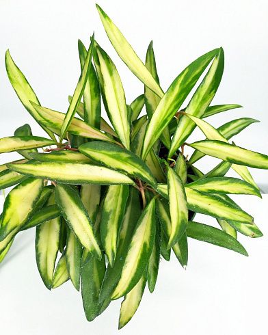 Хойя кентиана 'Variegata'