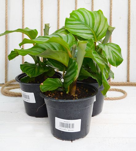 Калатея orbifolia
