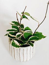 Хойя карноза 'Albomarginata'