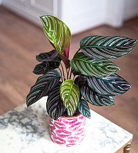 Калатея ornata