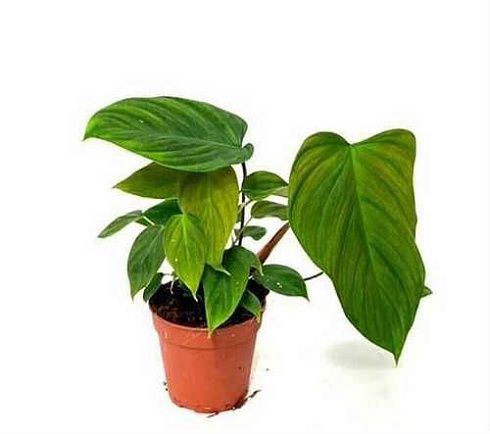 Филодендрон Fuzzy Petiole