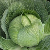 Капуста белокочанная "Колобок"
