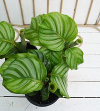 Калатея orbifolia