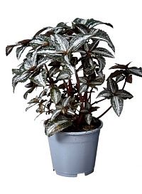 Пилея "Silver Tree'