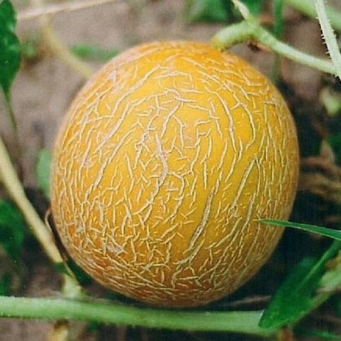 Дыня "Казачка"
