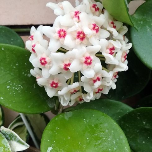 Хойя карноза 'Green'