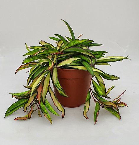 Хойя кентиана 'Wayetii Tricolor'