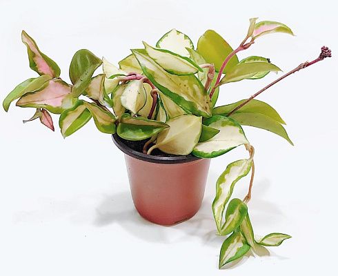 Хойя карноза 'Krimson Princess'