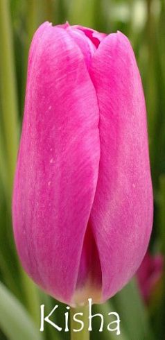Pink Majesty