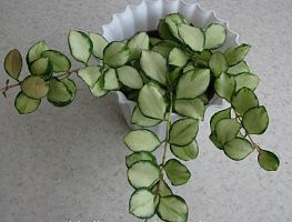 Хойя хешкелиана 'Variegata'
