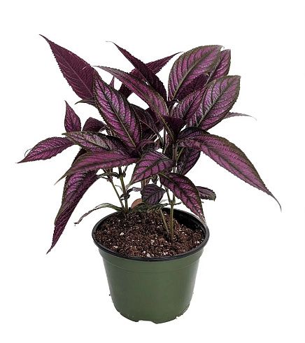 Стробилантес Persian Shield