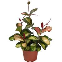 Хойя карноза 'Tricolor'