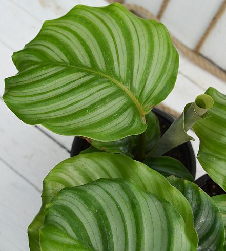 Калатея orbifolia