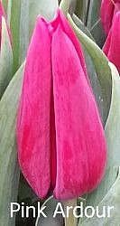 Pink Ardour