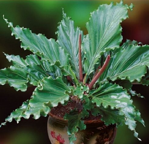 Антуриум 'Wave of Love'