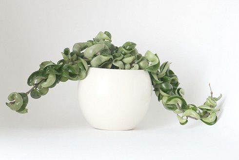 Хойя карноза 'Krinkle Kurl'