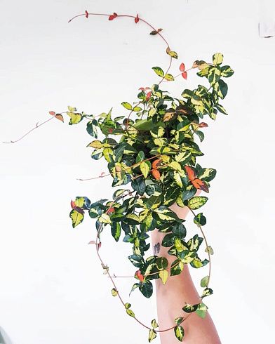 Трахелоспермум Variegata