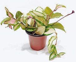 Хойя карноза 'Krimson Princess'