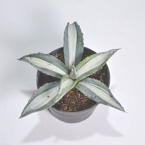 Агава американа 'Mediopicta Alba'