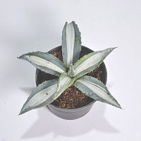 Агава американа 'Mediopicta Alba'