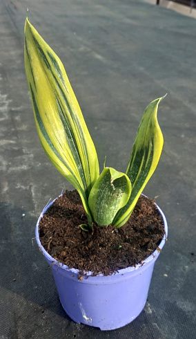 Сансевиерия 'Flame'