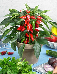 Перец балконный "Галакси"